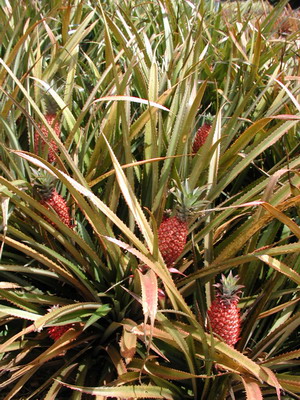 Red Pineapples